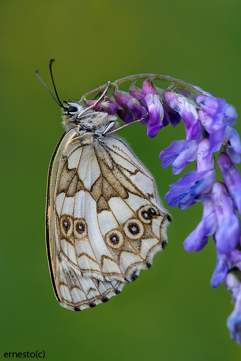 Melanargia galathea